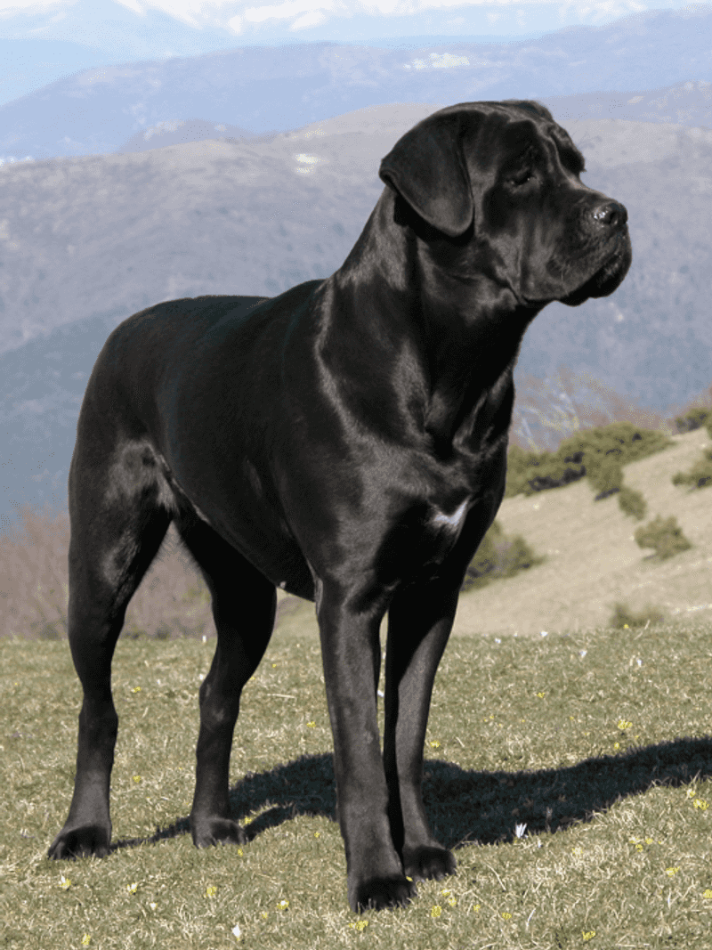 10 dog breeds that seem to watch you and the neighborhood at the same time - plus 3 more laid-back companions 7 Cane Corso