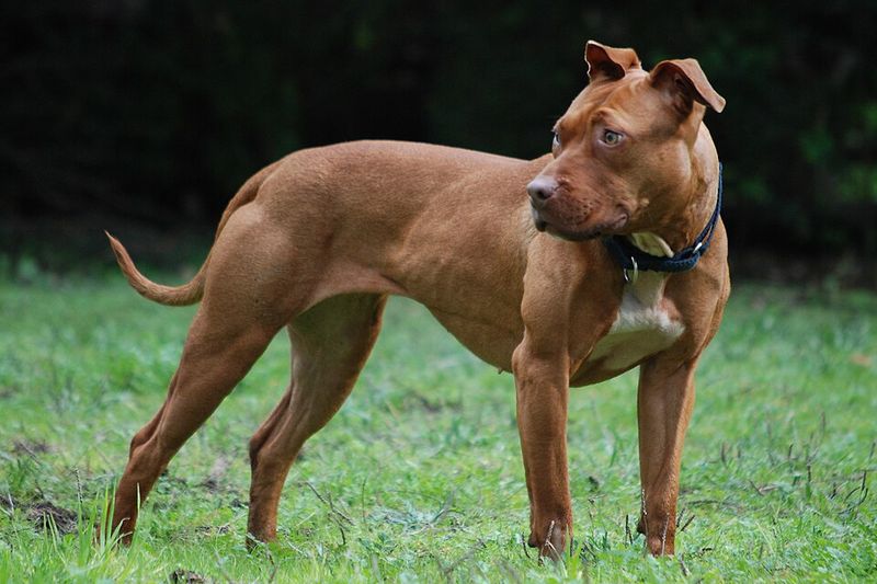 11 muscular dog breeds that look like athletes - and 3 that hide their strength better 3 American Pit Bull Terrier