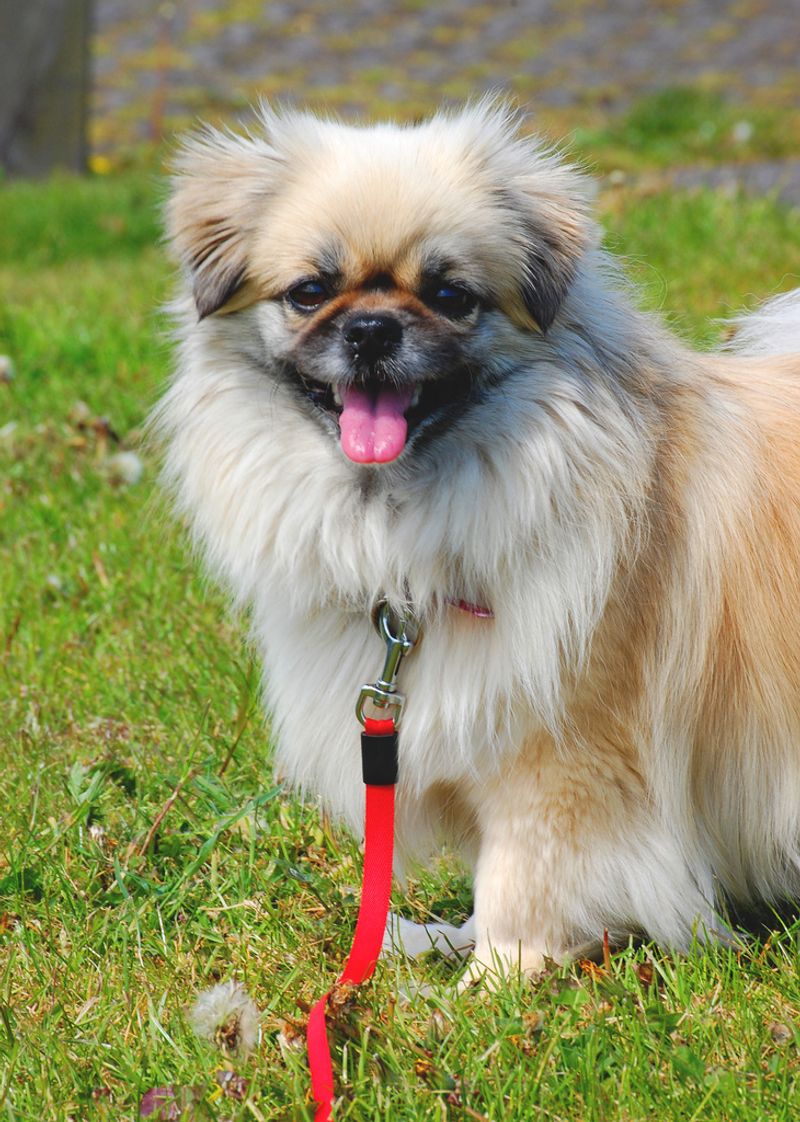 Not every companion adds excitement - These dog breeds often bring balance instead 9 Tibetan Spaniel