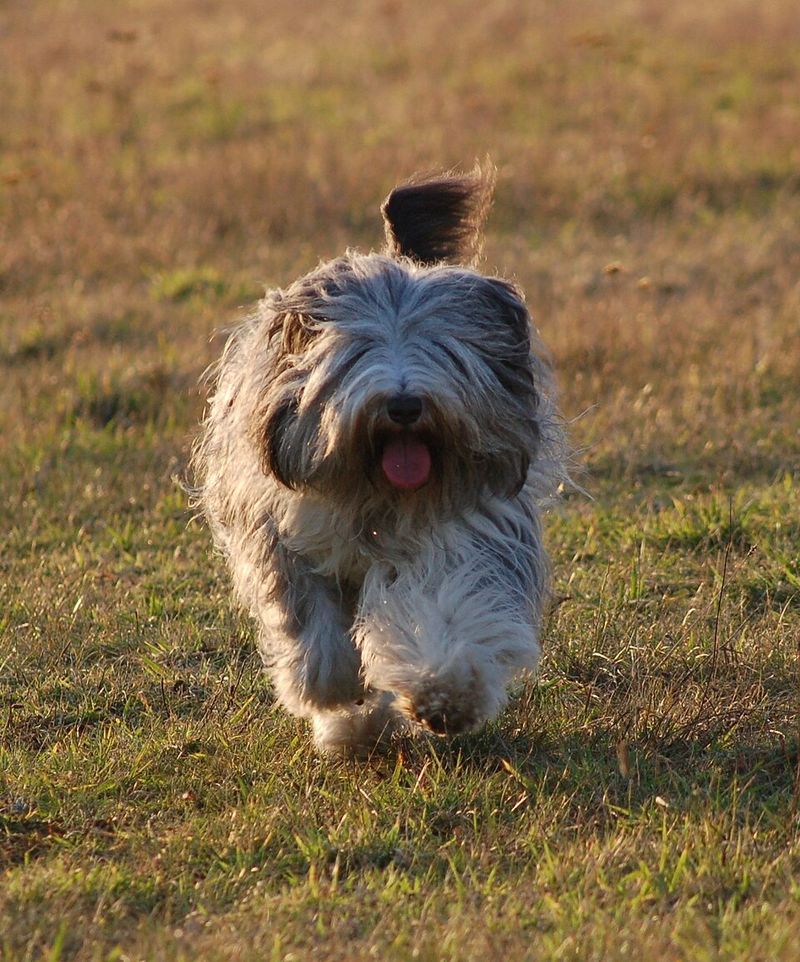 Polish Lowland Sheepdog