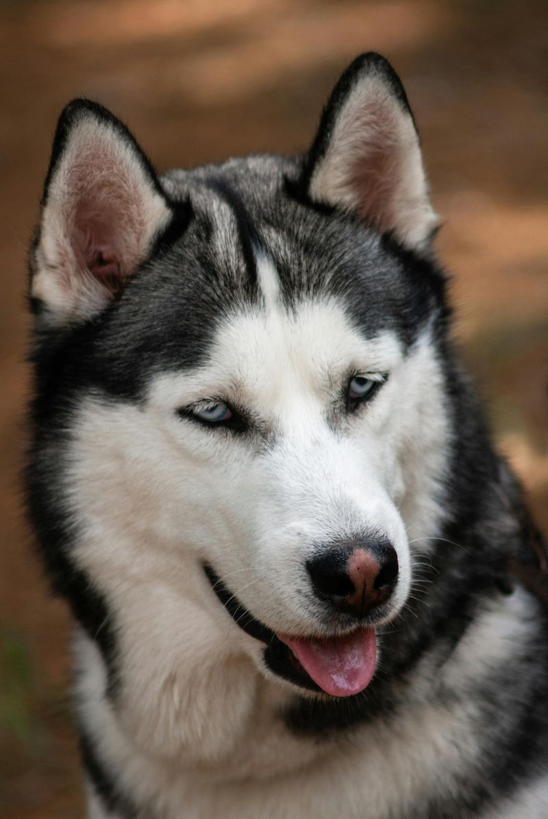 Siberian Husky