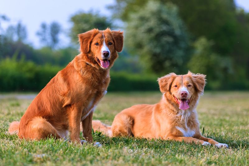 These dog breeds seem built for homes where something is always happening 12 Nova Scotia Duck Tolling Retriever