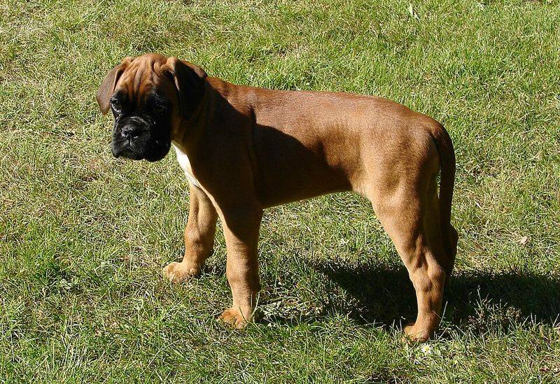 The best part about these dog breeds isn't how they play - it's how well they unwind afterward 4 Boxer