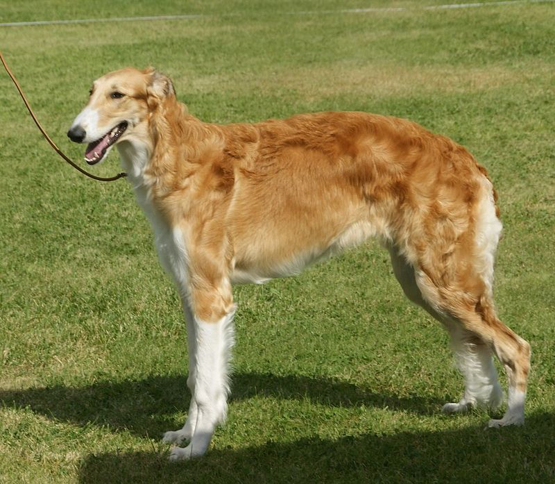 Borzoi