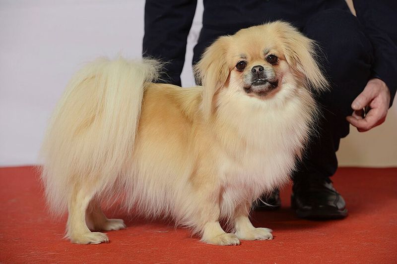 Tibetan Spaniel