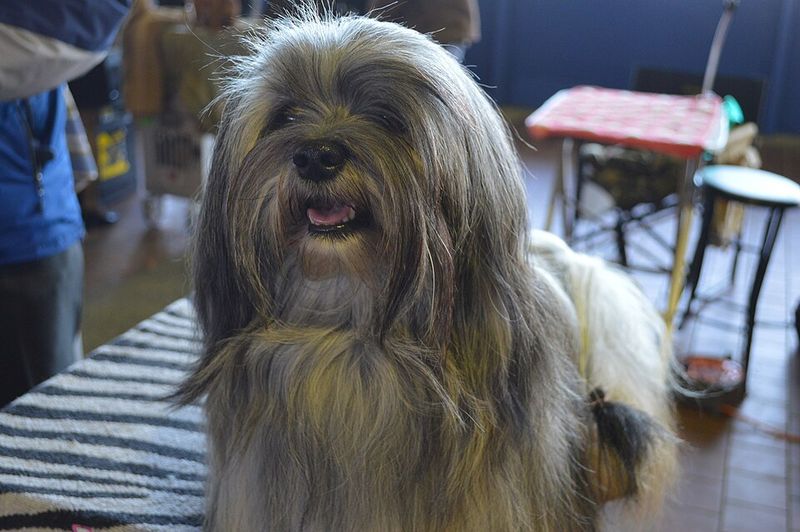 If harmony at home matters most, these dog breeds deserve your attention 3 Havanese