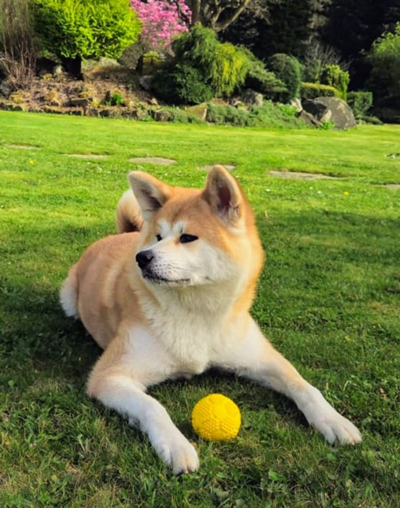 13 dog breeds that can make even confident owners wonder what they've gotten themselves into 7 Akita