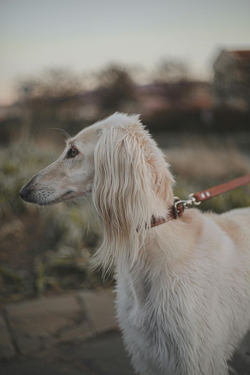 10 reserved dog breeds that appreciate calm and personal space 6 Saluki