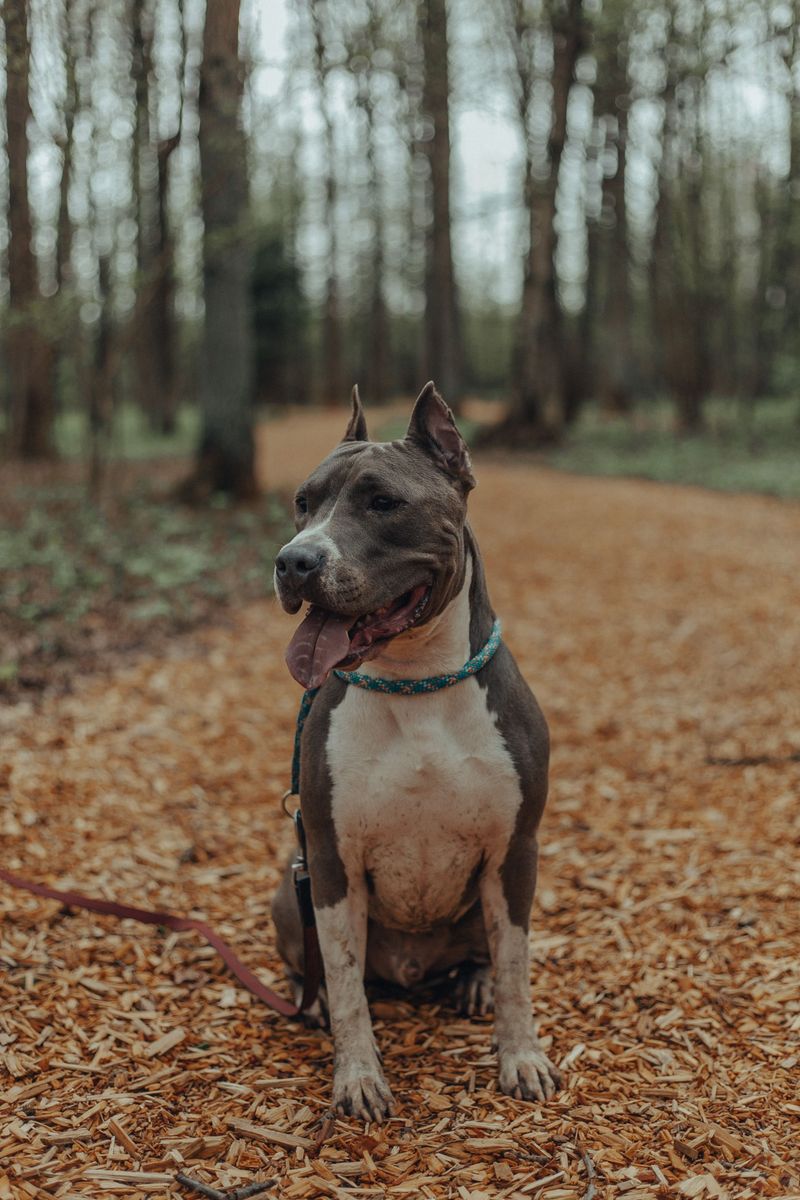 Before calling these dog breeds badly behaved, take a closer look at how they were raised 5 American Staffordshire Terrier