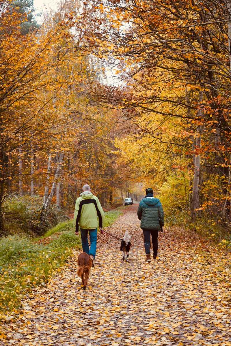 Many dogs pull because of routines owners accidentally repeat every day 9 Rarely changing walking routes