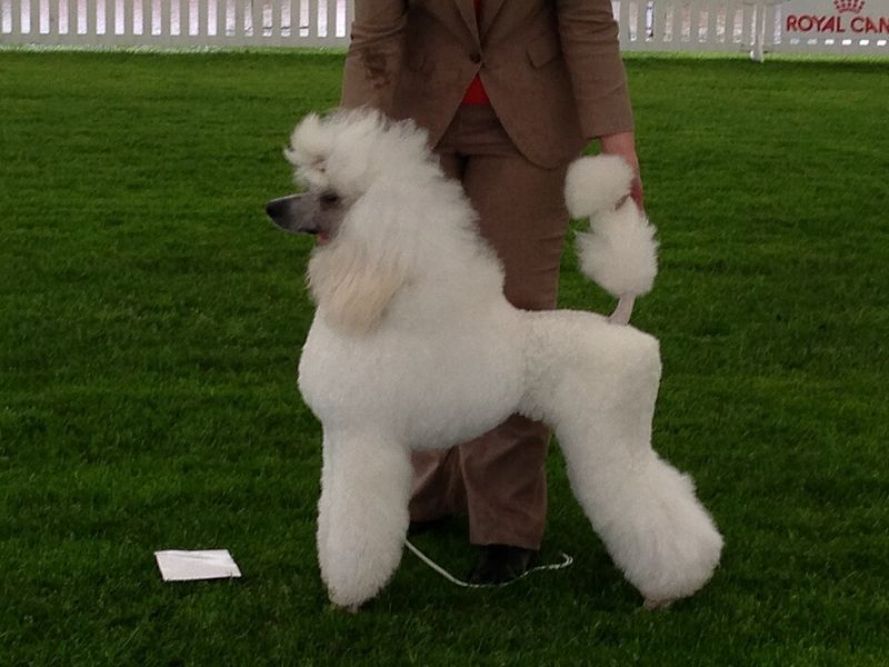 Some dogs mature emotionally just like people - These 15 prove it 10 Standard Poodle