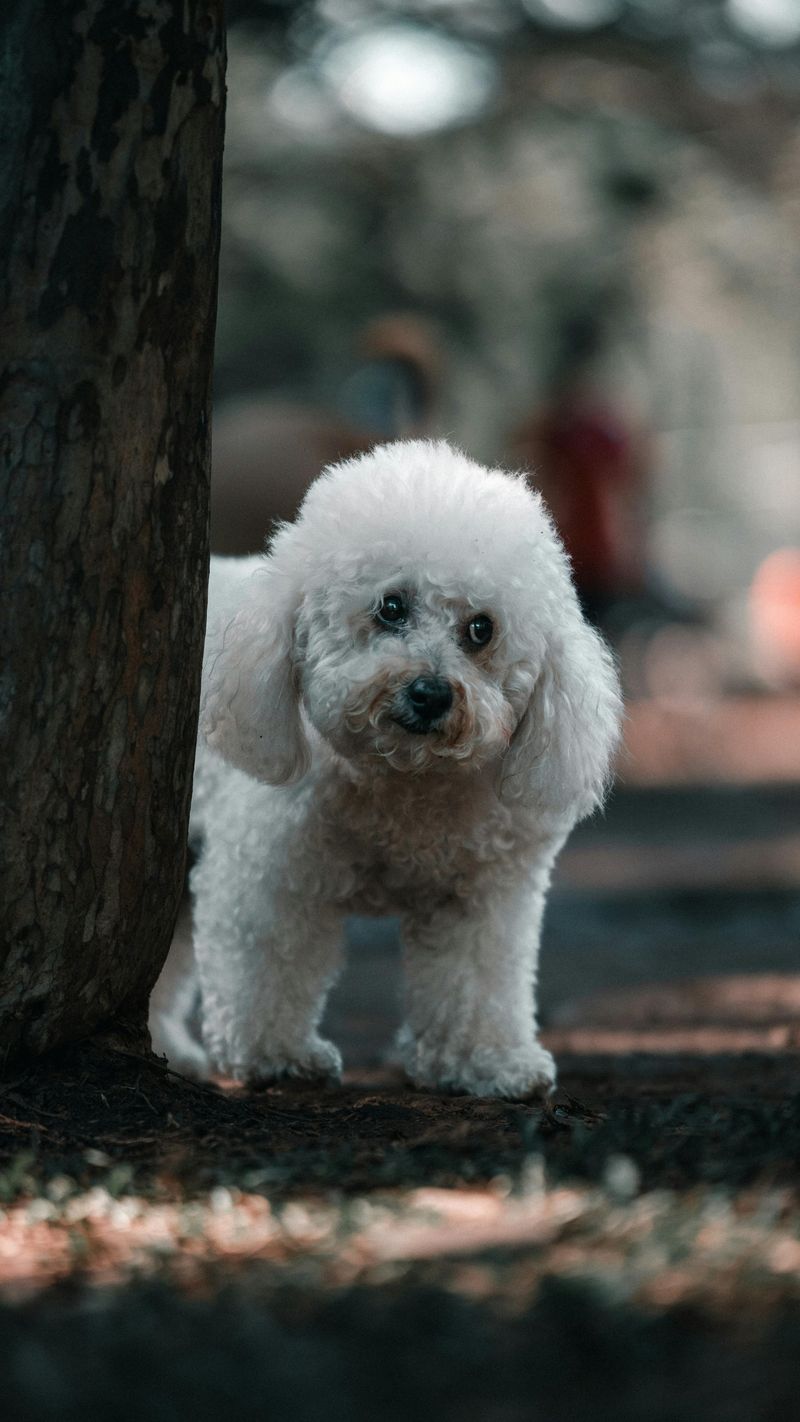 Bichon Frise