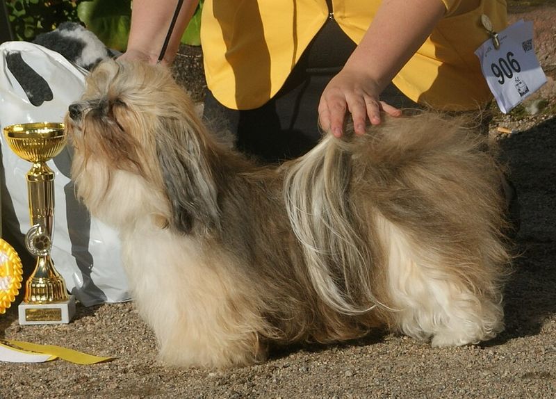 Havanese
