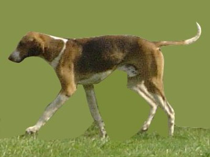 English Foxhound: Built for the Crowd