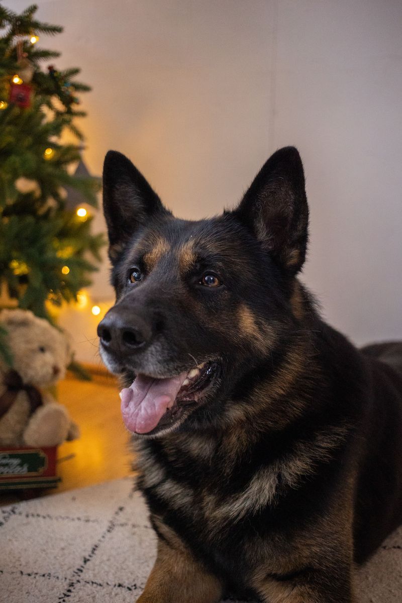 Shelter workers wish more people would notice these 11 wonderful dog breeds 4 German Shepherd