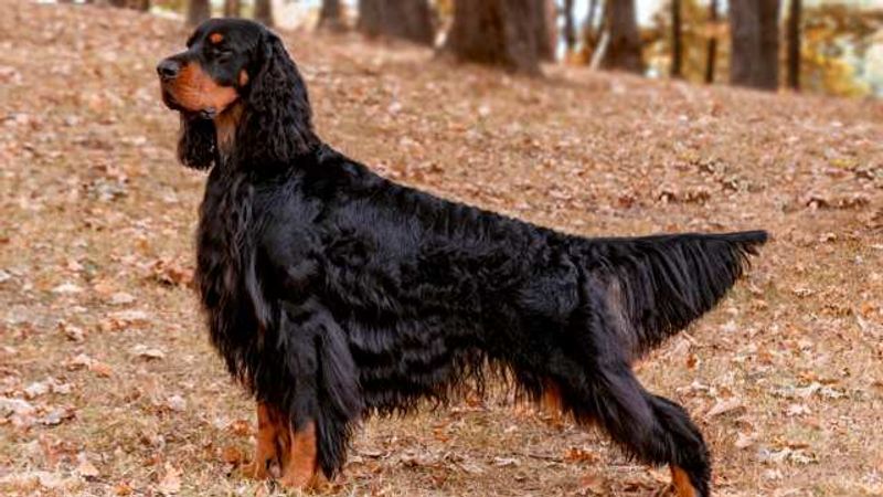 15 Dog Breeds That Share Many Traits with Labrador Retrievers 14 Gordon Setter
