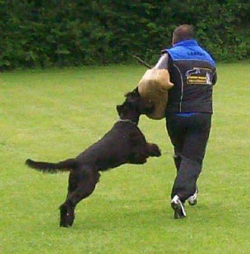 11 dogs that notice when something doesn't belong - and 3 that may simply wag their tails 7 Giant Schnauzer - the powerhouse inspector