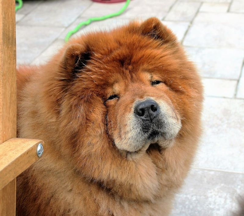 Chow Chow