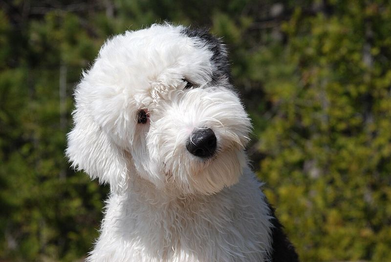 Think you know how your puppy will look? These 10 breeds may surprise you 4 Old English Sheepdog
