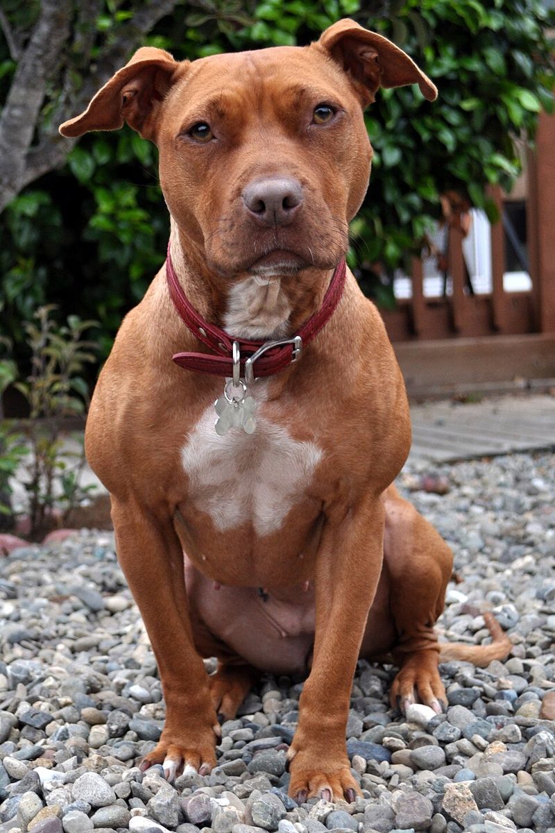 From working partners to household companions, these dogs have distinctly American origins 4 American Pit Bull Terrier