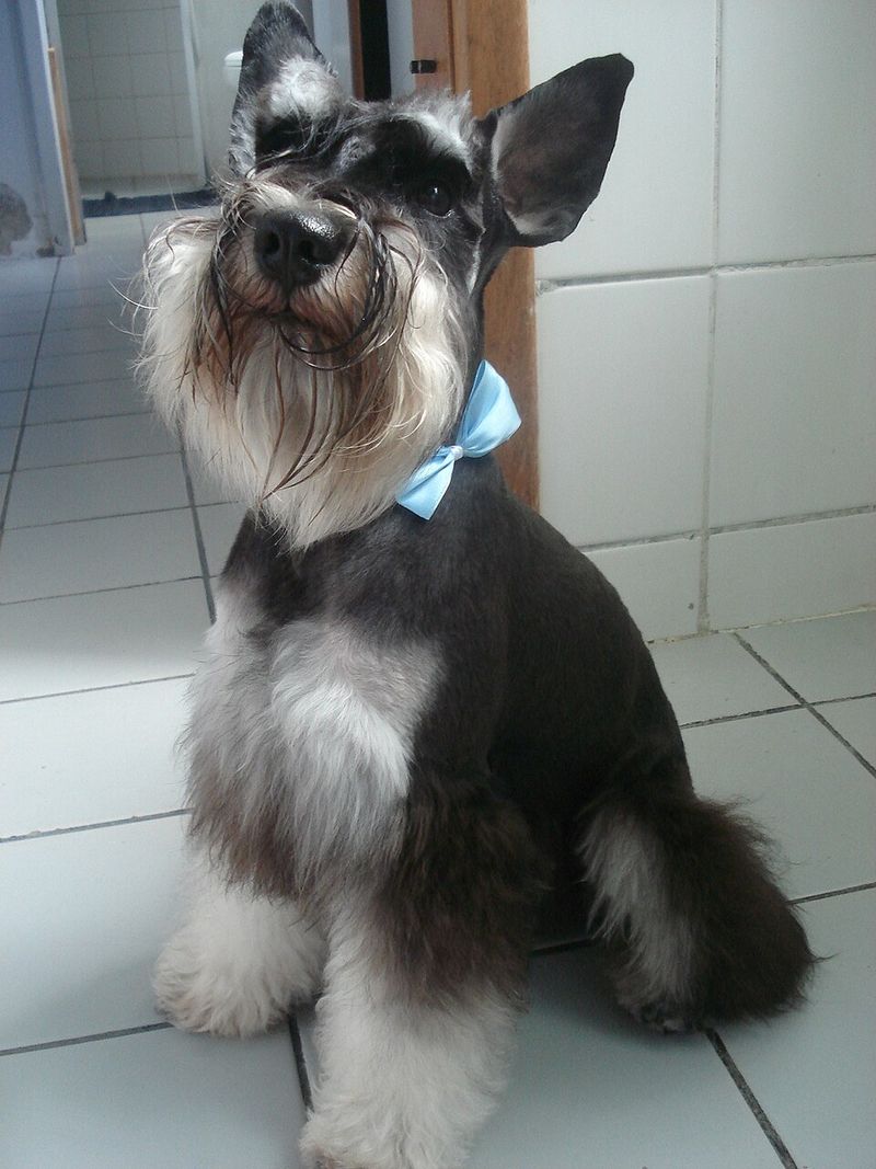 A clear routine often unlocks the very best these dog breeds have to offer 8 Miniature Schnauzer