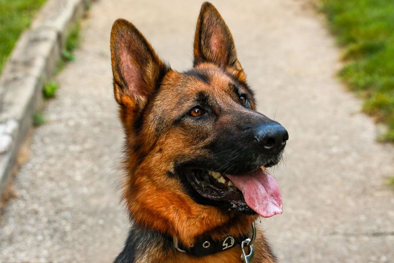 These breeds can follow scent trails that seem almost nonexistent to their owners 4 German Shepherd