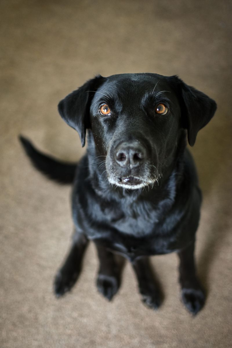 These breeds can follow scent trails that seem almost nonexistent to their owners 5 Labrador Retriever