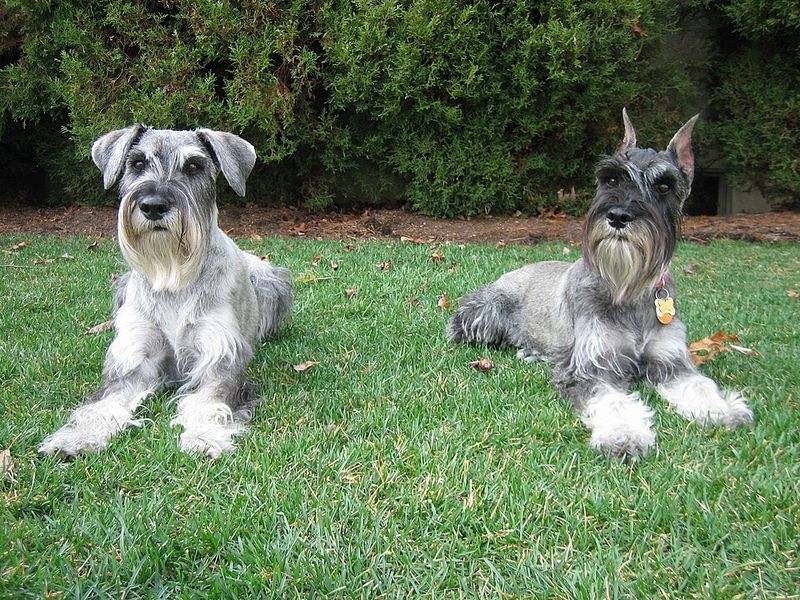 Some dog breeds look impressive - These companions prove themselves in ordinary life 2 Standard Schnauzer