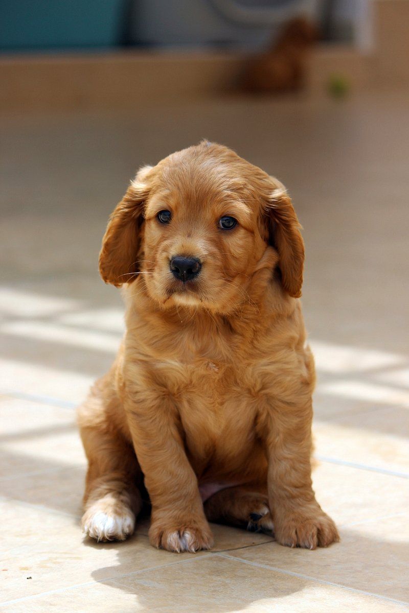 Cockapoo