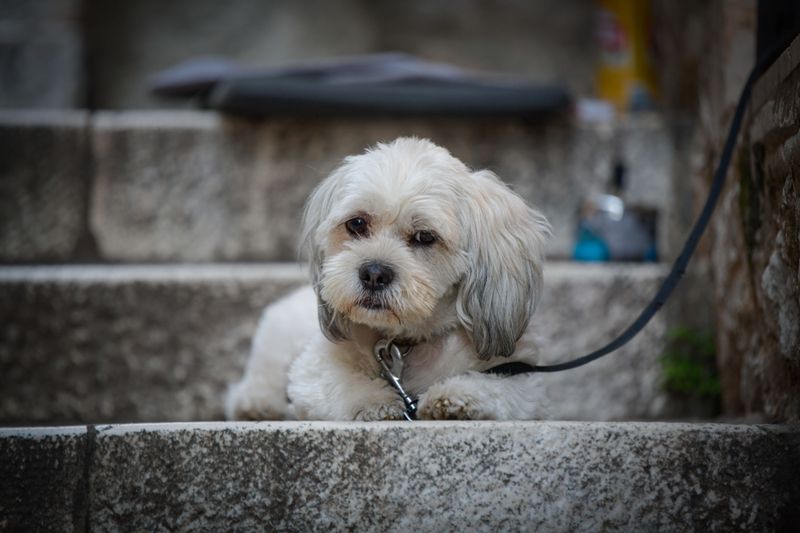12 breeds perfectly suited to apartments, sidewalks, and urban routines 5 Havanese