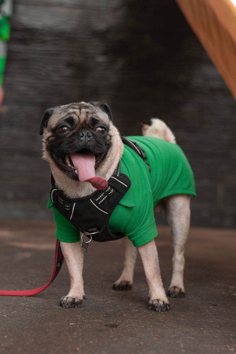 Pug