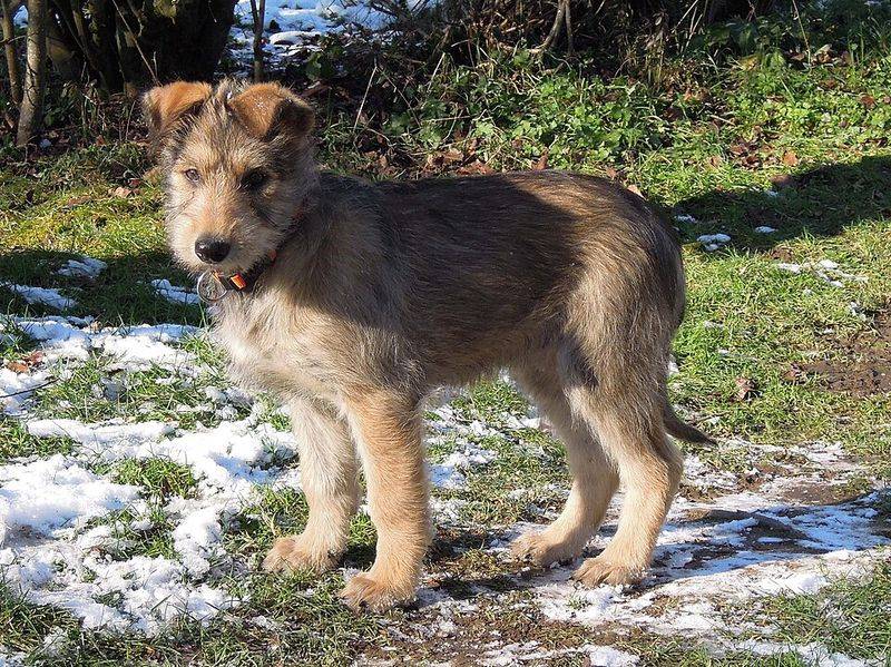 Picardy Shepherd (Berger Picard)