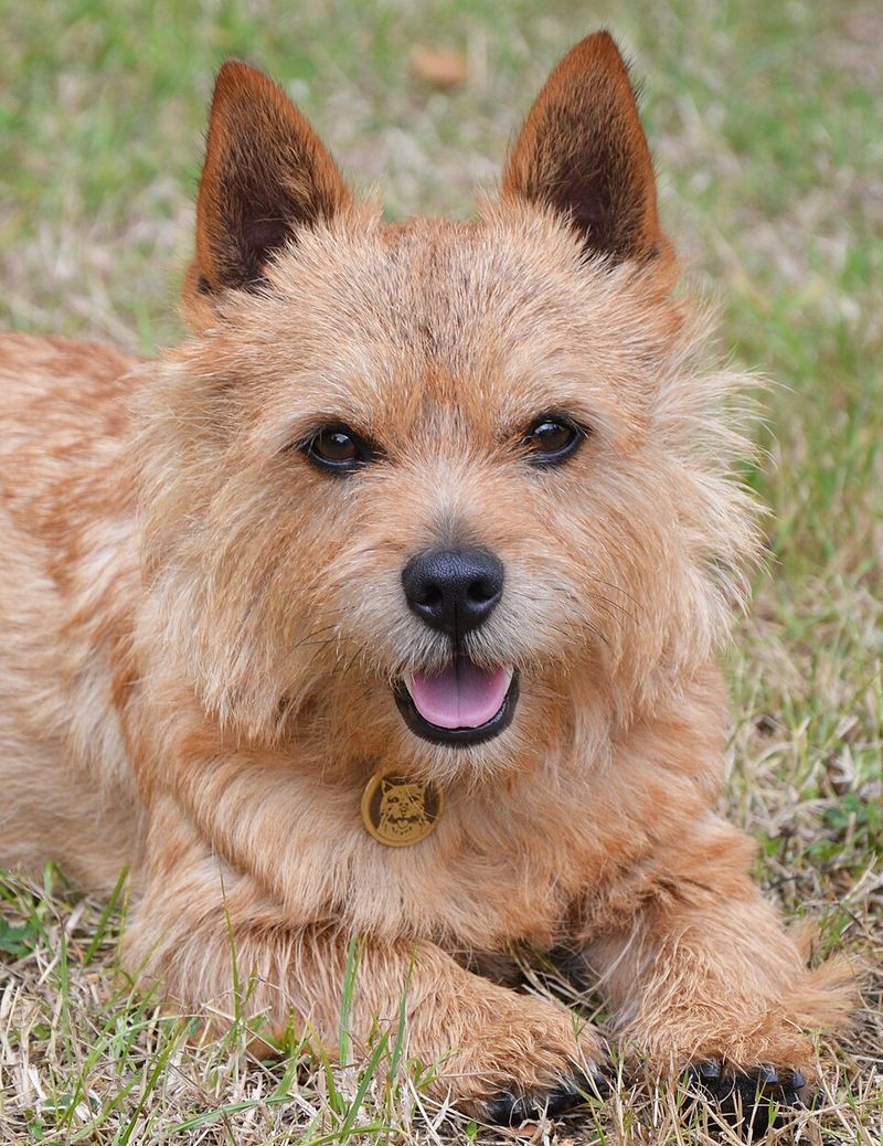 Norwich Terrier
