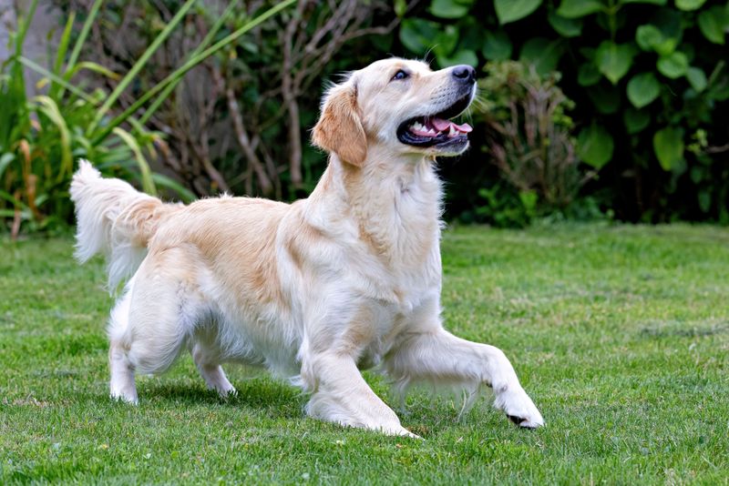 These 11 devoted dog breeds never seem far away – plus 2 inseparable companions 4 Golden Retriever