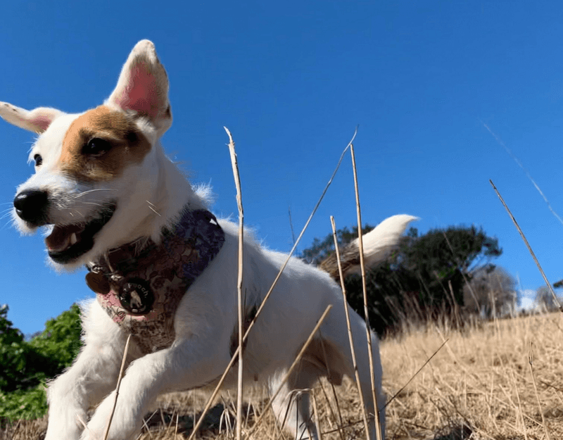 Jack Russell Terrier