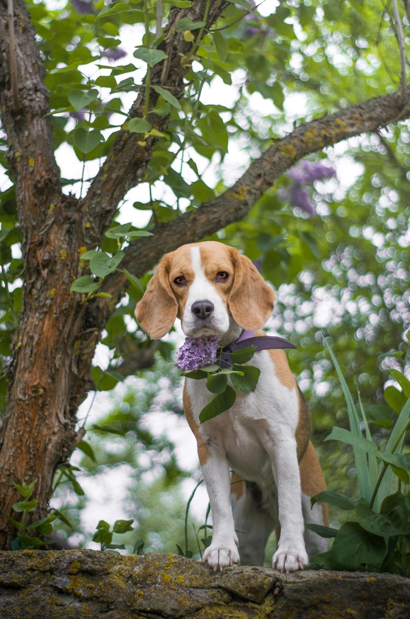 Beagle