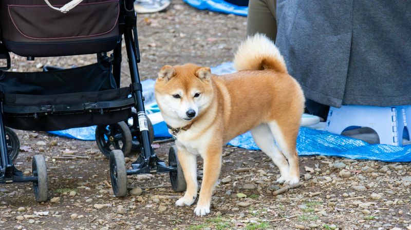 Shiba Inu