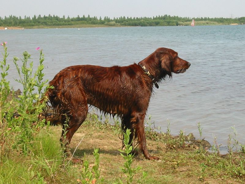 Looking for an outgoing companion? These dog breeds rarely stay strangers for long 6 Irish Setter