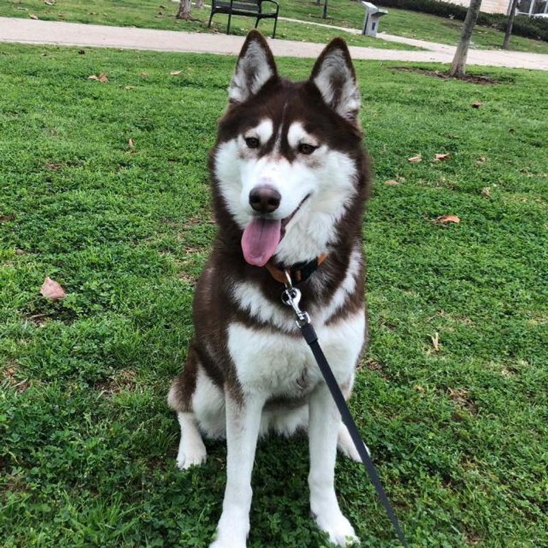 Wonderful dogs can remain homeless far longer than expected - these are among the ones often passed by 5 Siberian Husky