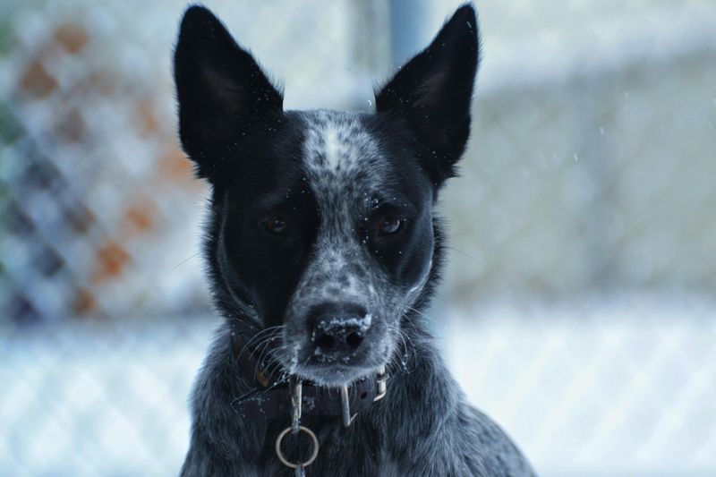 14 Overlooked Dog Breeds That Often Struggle to Get Adopted 13 Cattle Dogs (Heelers)
