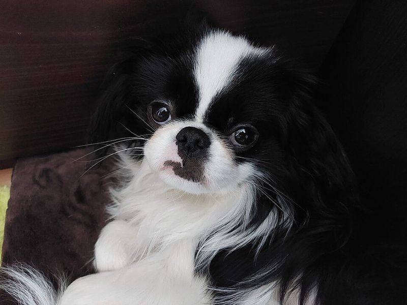 Japanese Chin