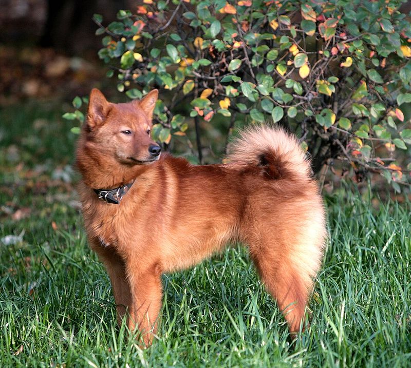 Finnish spitz