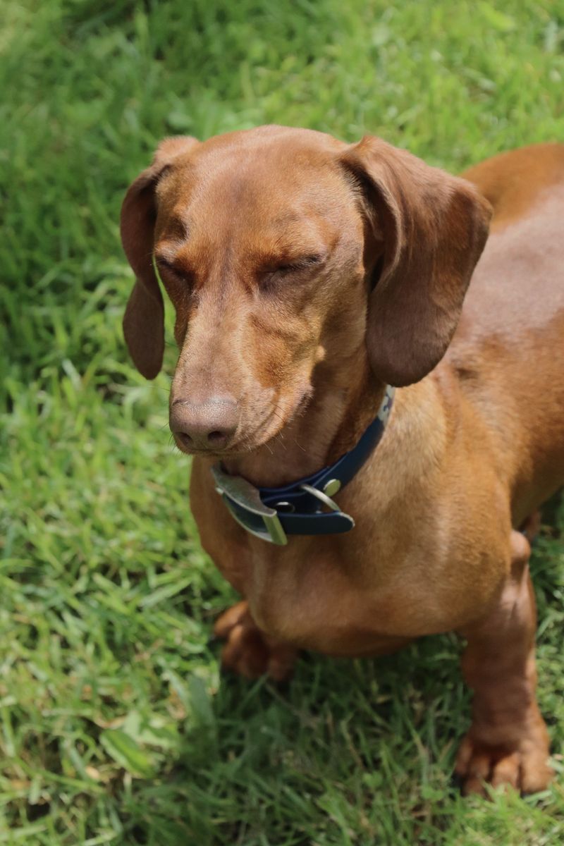 12 velcro dog breeds that always want to know where you are - and 2 independent companions 4 Dachshund - brave little shadow