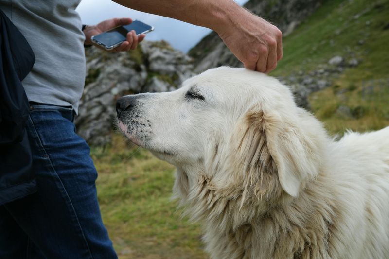Great Pyrenees