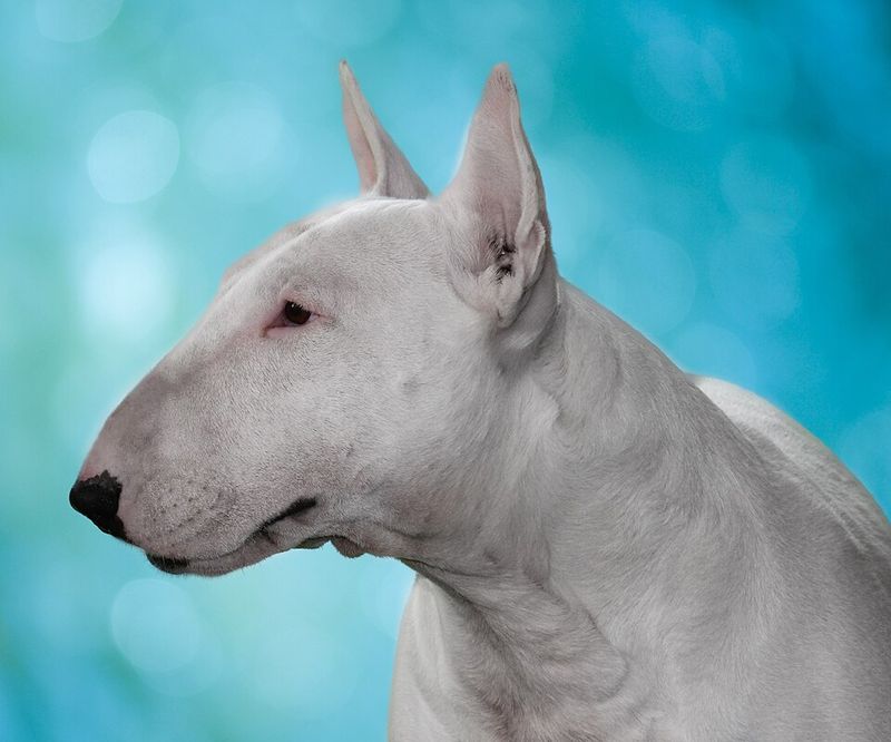 Bull Terrier