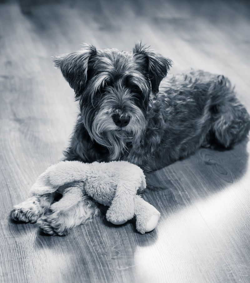 While everyone chases popular breeds, these 12 quietly earn lifelong fans 11 Standard Schnauzer