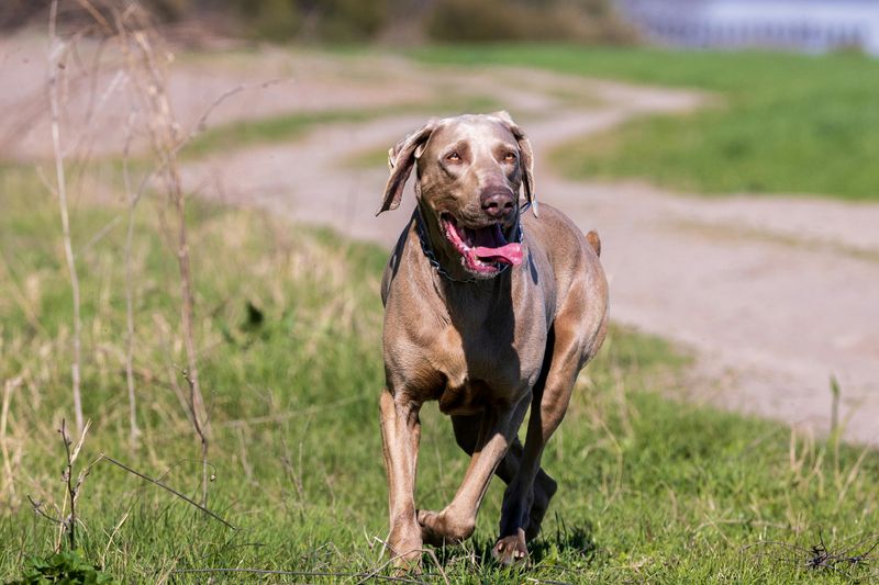 13 adorable dog breeds people underestimate until control becomes a real problem 9 Weimaraner