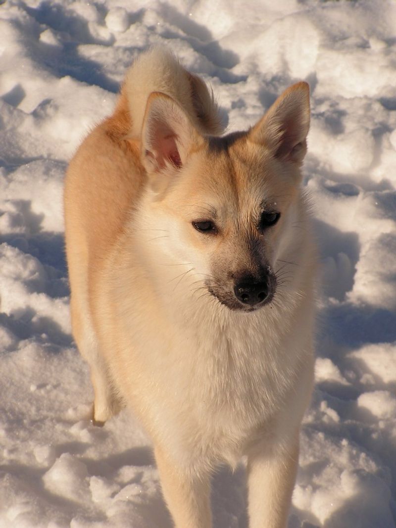 17 Dog Breeds That Were Once Popular but Have Slowly Faded from the Spotlight 13 Norwegian Buhund