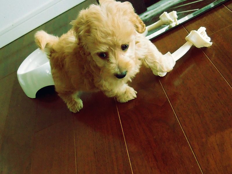 Doxiepoo (Dachshund + Poodle)