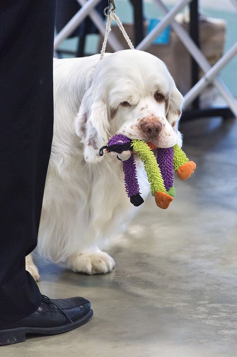 Not every companion adds excitement - These dog breeds often bring balance instead 4 Clumber Spaniel